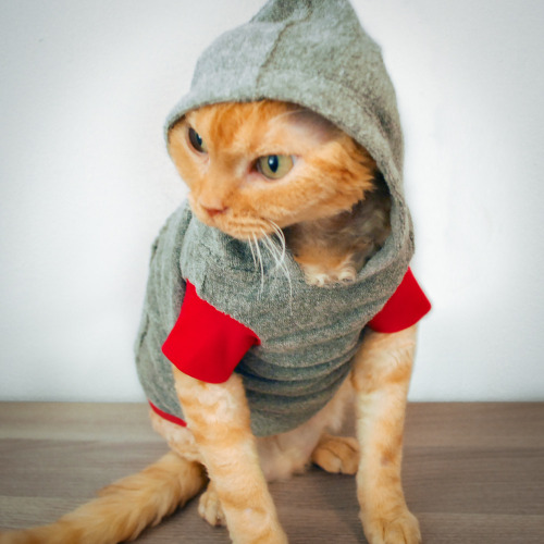 caterville:  It’s All Good in the Hood 