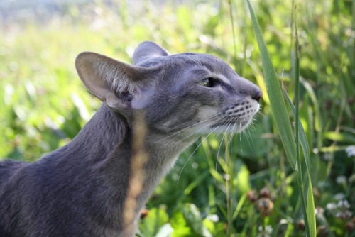 zablorg:  panoramaofhell:  Oriental Shorthair  Oriental Shorthairs look like someone saw a normal cat and then decided to draw one in a really stylized way. 