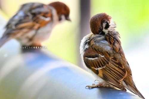 tokyo-sparrows: 秘密の世界もいいけど、ワキの匂いがちょっと…. . #すずめ #写真 #ちゅん活 #ちゅんポトレ #雀 #sparrow #鳥 #野鳥 #bird #動物