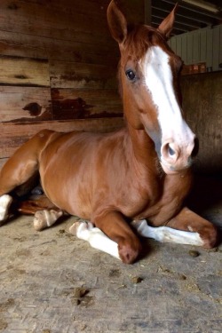 spookedbyabutterfly:  When your trainer sends you cute pics of your horse 😍