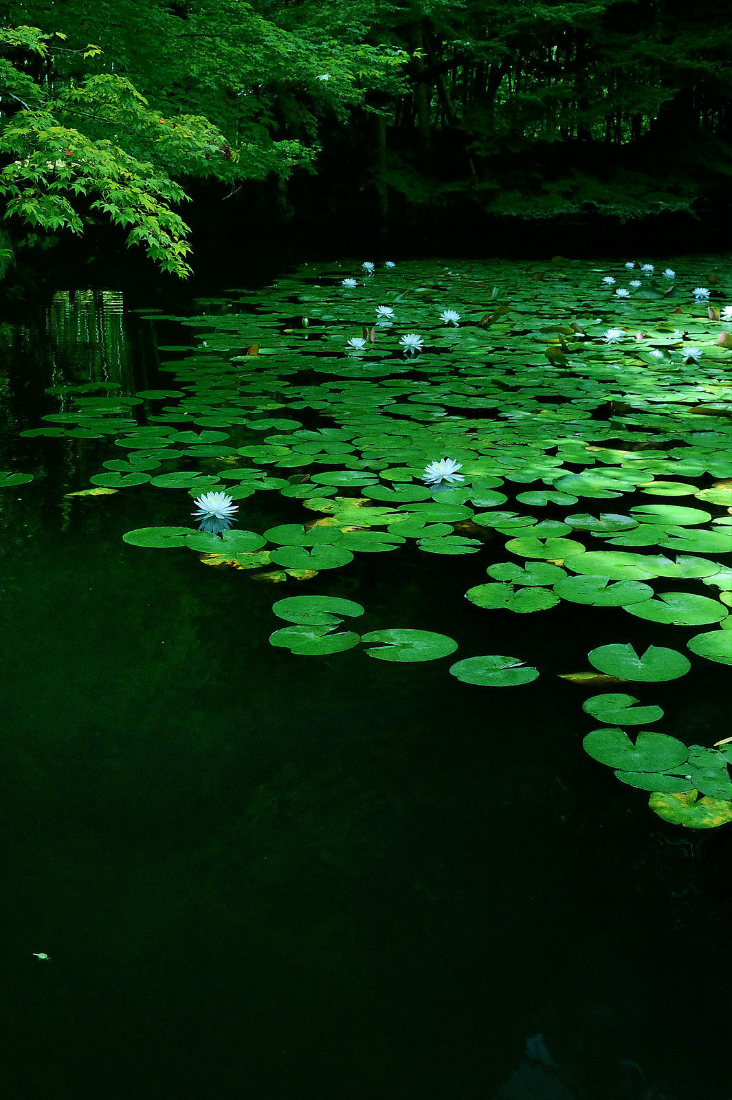 thevoyaging:  Lotus Pond, Japan photo via ihsanma 