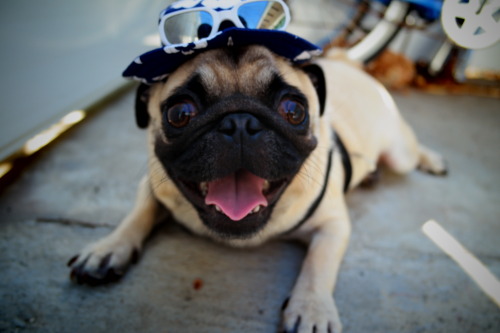 bucket hat modeling session featuring penny the pug aka the booger queen