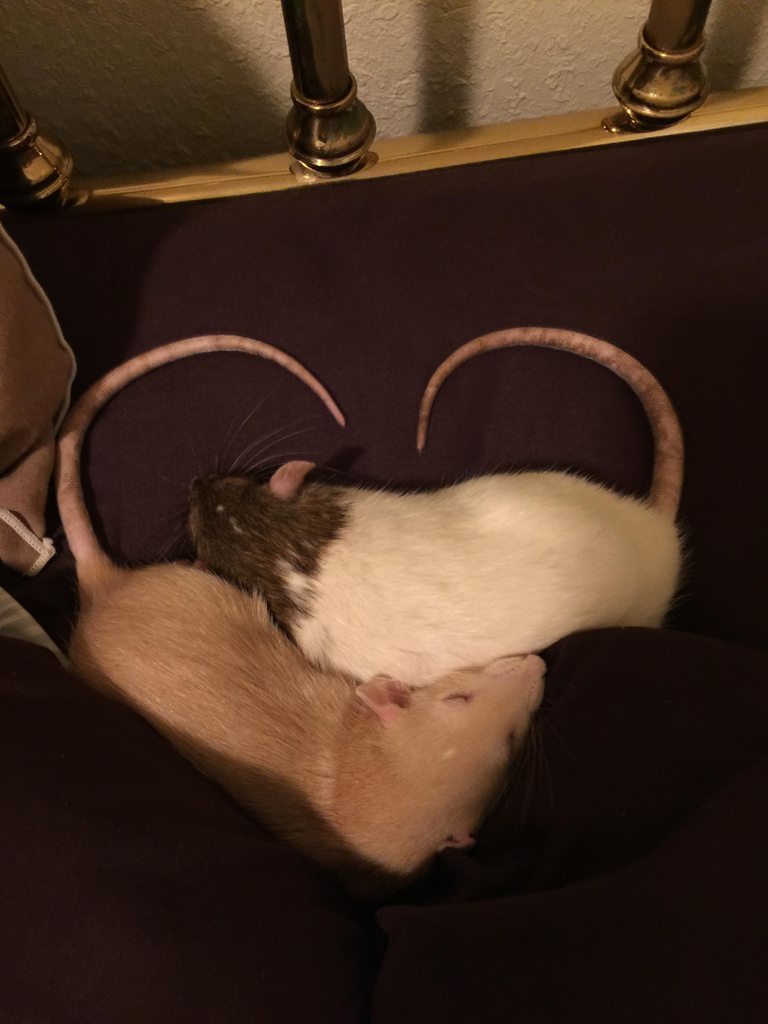 ratsinhouse:  Our first rat bubbies. 
