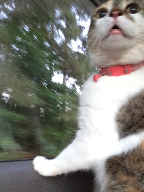 XXX elkhoof:  My cat’s first car ride photo