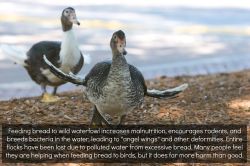 rhamphotheca:  Please Stop Feeding Bread to Waterfowl Feeding bread to wild ducks is incredibly harmful. Bread has almost no nutrients that are useful for the duck, so they become malnourished and more susceptible to disease. Compounding the problem is