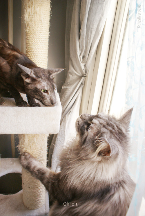 thesilverpaws:Faolan asking for trouble!
