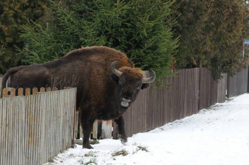 tadeuszkosciuszkoscoffee:lamus-dworski:Wisents (European bisons) storming a Polish village ;)Images 