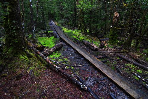 Day 2: Deep woods on the way to Old Pelion by Gregor Samsa