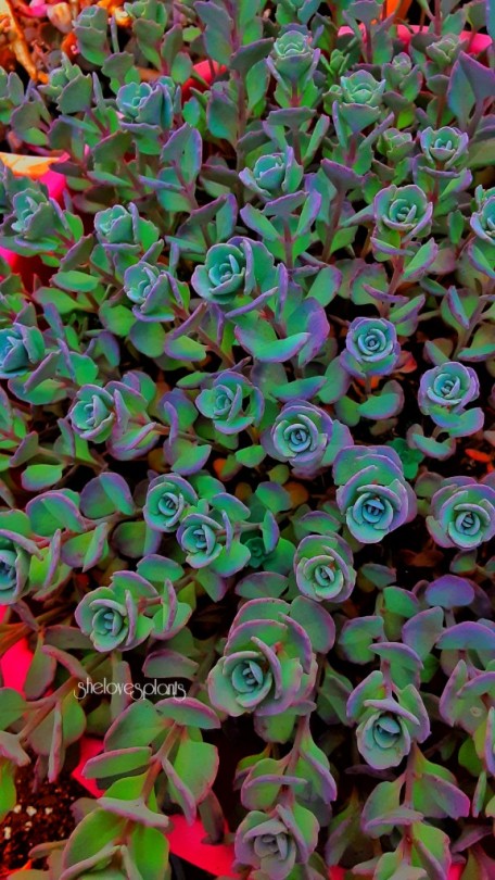 Porn Pics shelovesplants:Stone crop sedum🌿💜