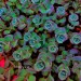 Sex shelovesplants:Stone crop sedum🌿💜 pictures