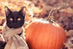 autumncozy:  Cats in scarves in the fall.
