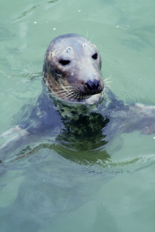 I took the train to St Ives today and got to see a couple of seals!