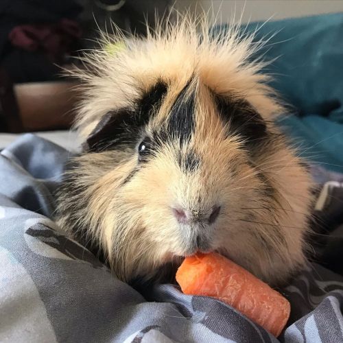 Mort #guineapig #orange #carrot #fuzzy #rescue #animalrescue #evilmorty #mort #mortimer #smallanimal