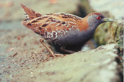 Baillon&rsquo;s Crake (Porzana pusilla) &gt;&gt;by Murray Nurse