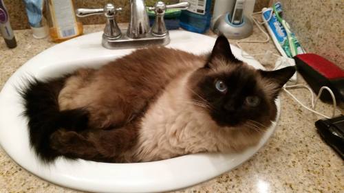 catsbeaversandducks:You Can’t Brush Your Teeth Because:(    ) you have no toothpaste(    ) you have 