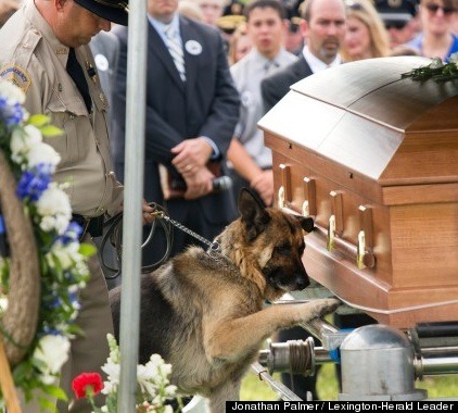 herodogblog:  Who says dogs don’t have emotions? Figo, a German Shepherd, is a police dog in Kentucky. His partner, officer Jason Ellis, was shot and killed in an ambush. Figo was not with him when it happened. At his funeral, Figo seemingly paid his
