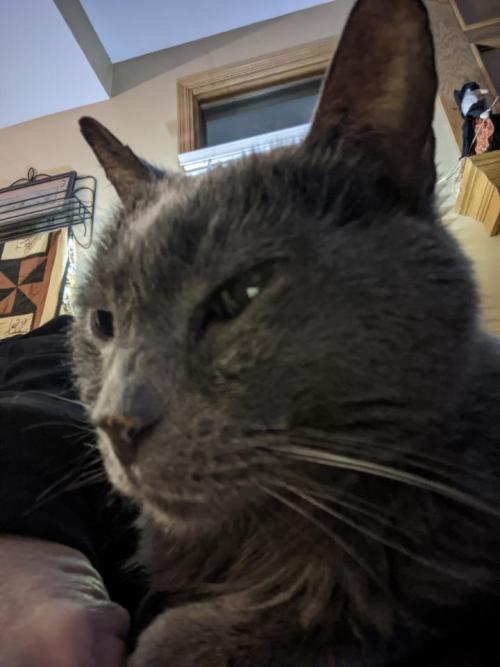 catsoverloaded:Smokey passed away this morning at 20 years old. Please help me celebrate her full an