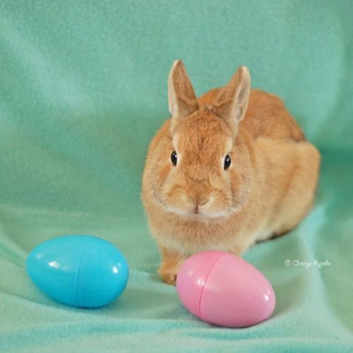 Happy Easter! from Apollo (Taken in 2010) ハッピー・イースター あっちゃんバージョン  #rabbit #bunny #netherlanddwarf #うさ