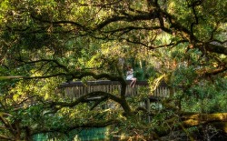 ballerinabondagefairies:  Forest fairy..  &ldquo;BAD ROMANCE&rdquo; Rope work &amp; picture : Fred Barbee model: Gorgone  ropes by De Giotto (Florida, Fall 2014) - gorgone-kinbaku  