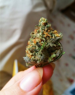 superbly-stoned:  in love with this lil nug   purrrrtttty😍