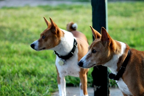 My Basenjis. Stoic.