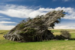 odditiesoflife:  The Twisted Trees of Slope Point, New Zealand. 