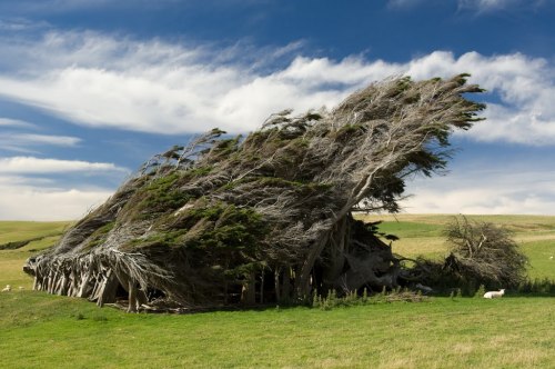 odditiesoflife: The Twisted Trees of Slope Point, New Zealand Slope Point is at the southernmost poi