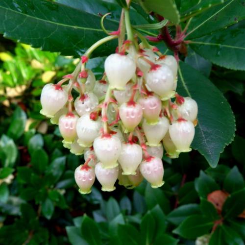 Arbutus Unedo - the Strawberry Tree.Holds fruits and flowers at the same time.