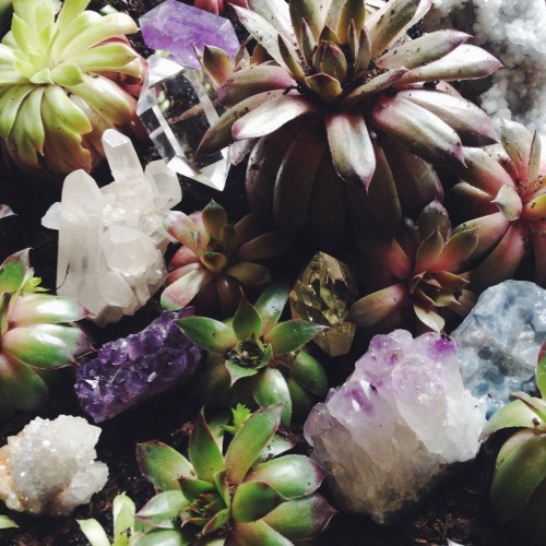 shoptheopaque: Crystals and succulents &lt;3