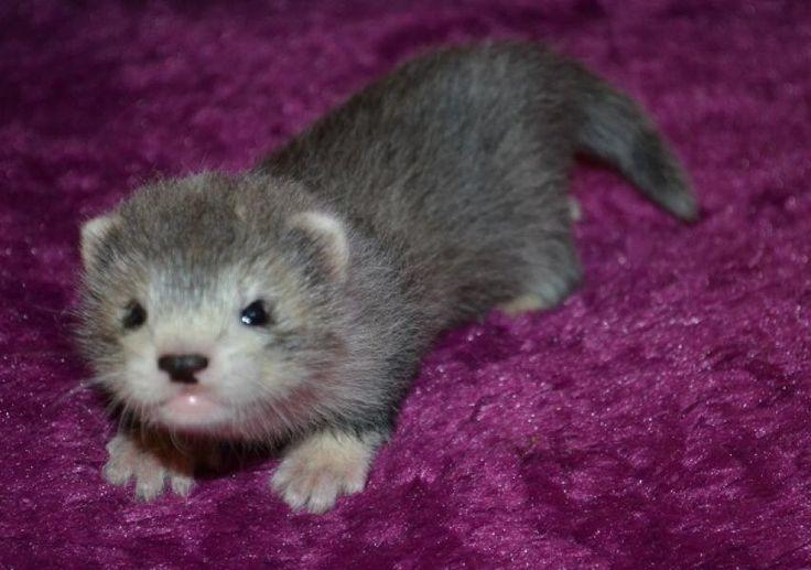 alicedemettrie:hello everyone. please look at this baby ferret