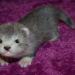 alicedemettrie:hello everyone. please look at this baby ferret