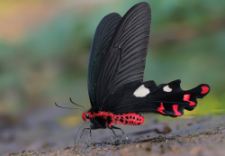 Somersault1824:  Great Windmill Butterfly, Atrophaneura Dasarada, Found In Asia.