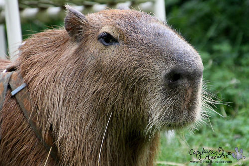 Pin de Dobby Winnick em Capybara Collection