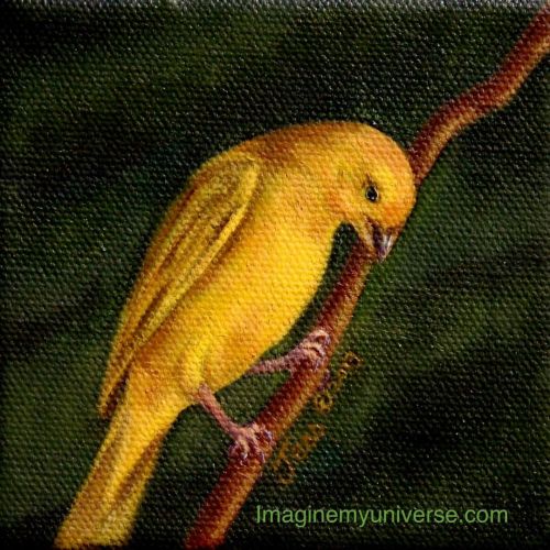 The first painting in my Orange Fronted Yellow Finch series. This one ended up having more canvas te