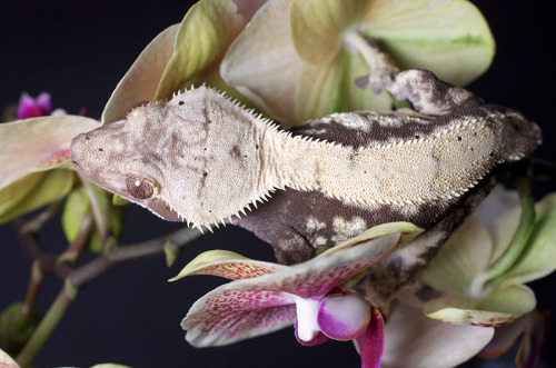 kittendrumstick:  One of my orchids had root rot, so I had to repot it and cut its flowers back. I figured the flowers might make a good prop and managed to get some really great photos with them, so it’s not all bad! Rosie gets to go first because