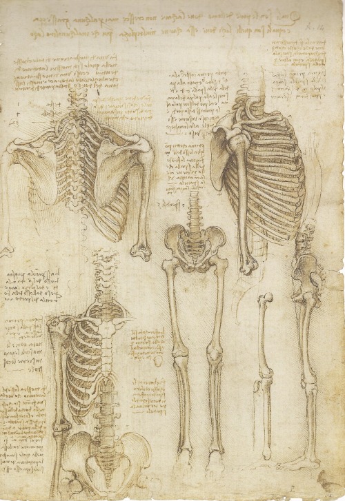 medicalschool:Leonardo da Vinci | The Mechanics of Man