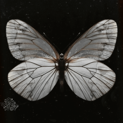 ⠀⠀    ꜥꜤ  𓂃 🗯️  !¡  𝘕𝘦𝘸 𝘱𝘰𝘴𝘵  ⦂  𓄹  𝐵𝑦 𝑥𝐻𝑎𝑛𝑛𝑖𝑒