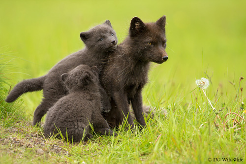 creatures-alive:Play With Us, Mum! by Giedrius Stakauskas