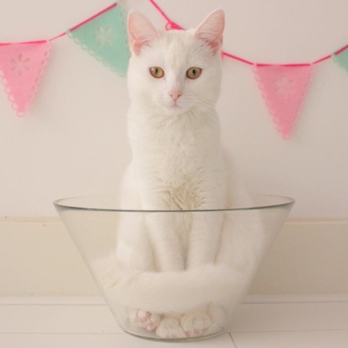 atraversso:    This Cat Has Unconditional Love for Her Glass Bowl.