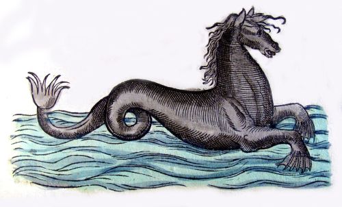 Seahorse’ from Gesner’s Historiae Animalium, Liver Iii, published in Zurich, 1558 #historiae animalium#medievialart#seahorse#genser