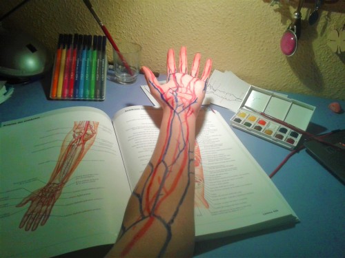 imightbeelena:  There’re different ways to study anatomy, mine is not efficient but I love it.