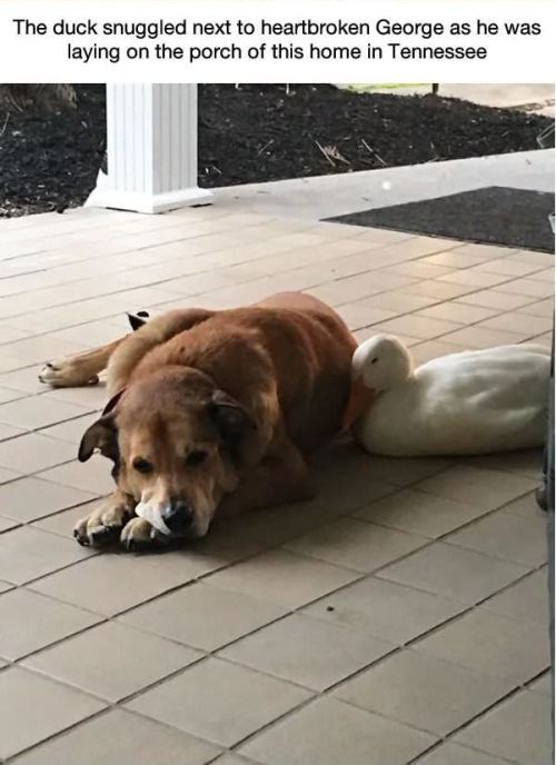 matt-the-blind-cinnamon-roll: rachelofcyberia: catchymemes: This dog was depressed for 2 years after