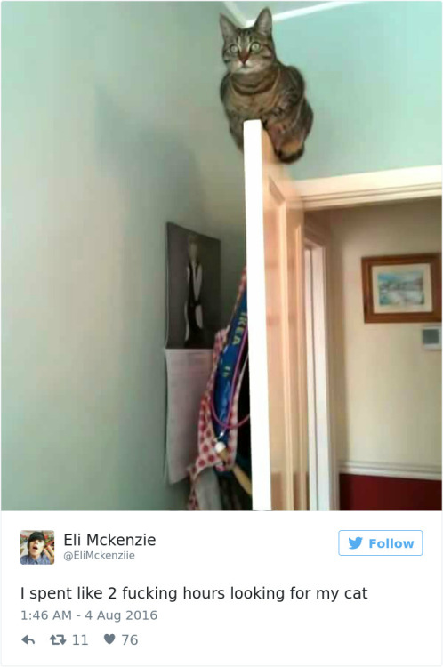 lordofspiritsandbazongas: fishwrites: catsbeaversandducks: Best Cat Tweets Of 2016 Via Bored Panda S