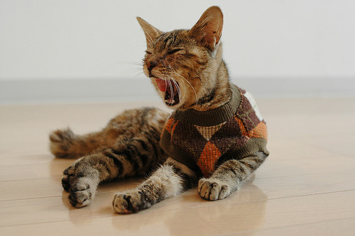 d-hizzle:  meowingtontcat:  This has been Cats Wearing Sweaters.  You’re welcome.