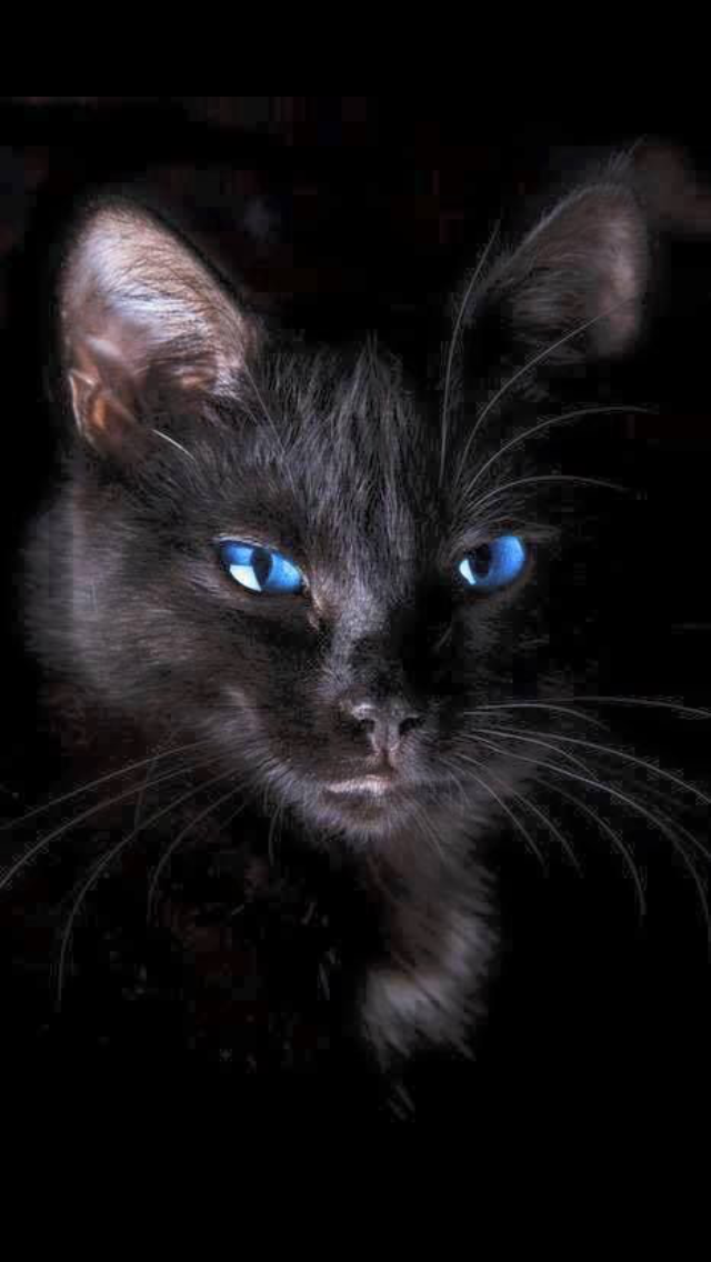classylady63: Black cat with beautiful blue eyes  