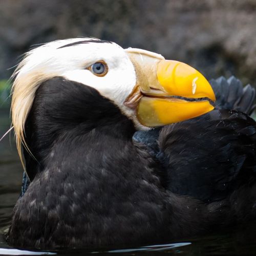 amnhnyc:It’s a “tuft” life for the Tufted Puffin (Fratercula cirrhata). This sea b