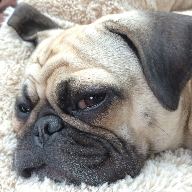 ilovepugs4ever:  Follow Dog Quotes.
