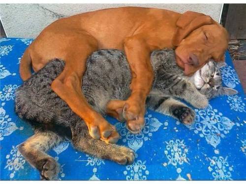 Cat x Dog= Love adult photos