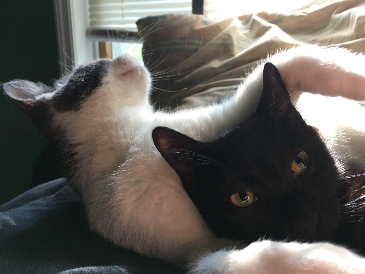 theshadowytiger:  When you take selfies in the middle of cuddles and no one notices.