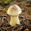 theshrunkenmushroom
